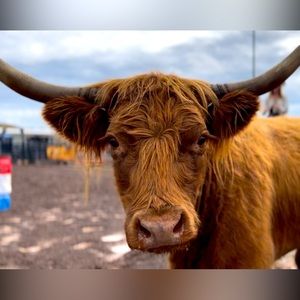 Meet your Posher, Mozelle